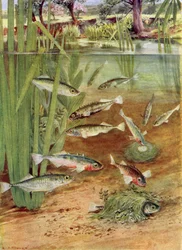 Sticklebacks and Their Nests